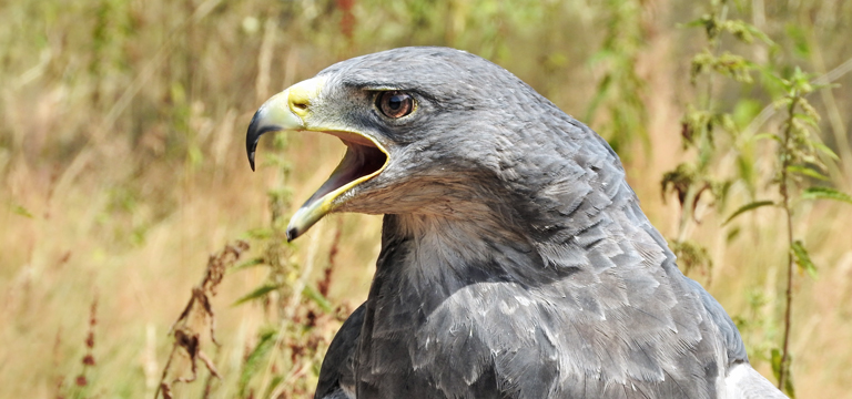 Yas Marina strives to avoid or reduce the potential for significant impacts on sensitive species, habitats and ecosystems, including the South American Black-Chested Buzzard Eagles.