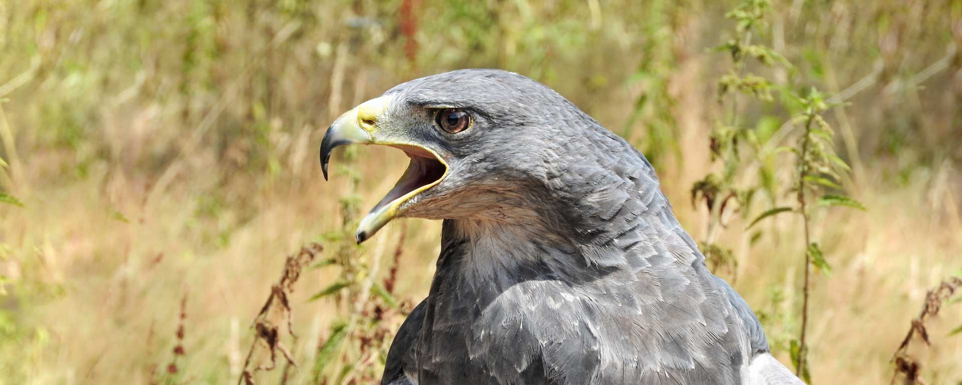 Yas Marina strives to avoid or reduce the potential for significant impacts on sensitive species, habitats and ecosystems, including the South American Black-Chested Buzzard Eagles.