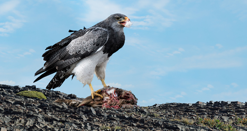 The South American Black-Chested Buzzard Eagles diet