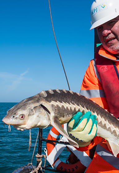 Yas Marina team member saving a sturgeon from marine debris