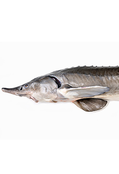 Endangered sturgeon profile