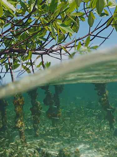 Water, Yas Marina recognizes the importance of biodiversity conservation