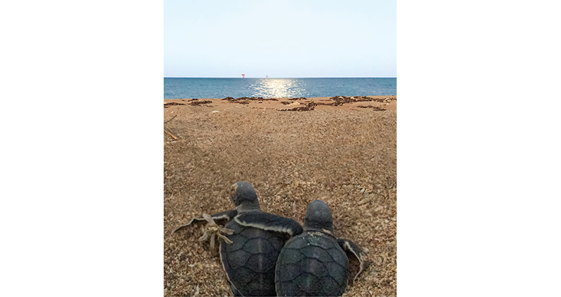 turtle hatchlings